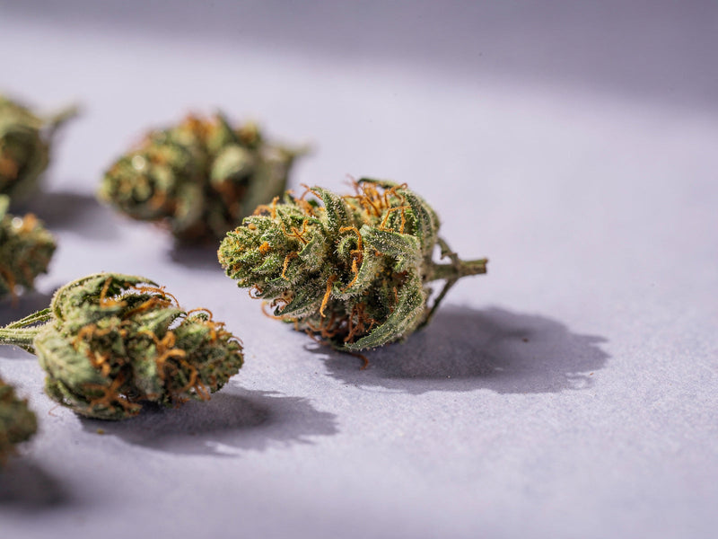 Was sind CBD Blüten: getrocknete CBD Blüten mit orangefarbenen Härchen und Trichomen auf hellem Untergrund