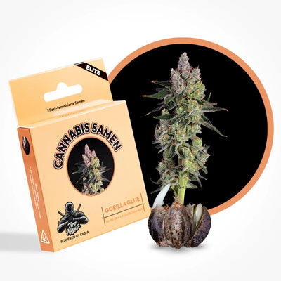 Gorilla Glue Samen Feminisiert Fast
