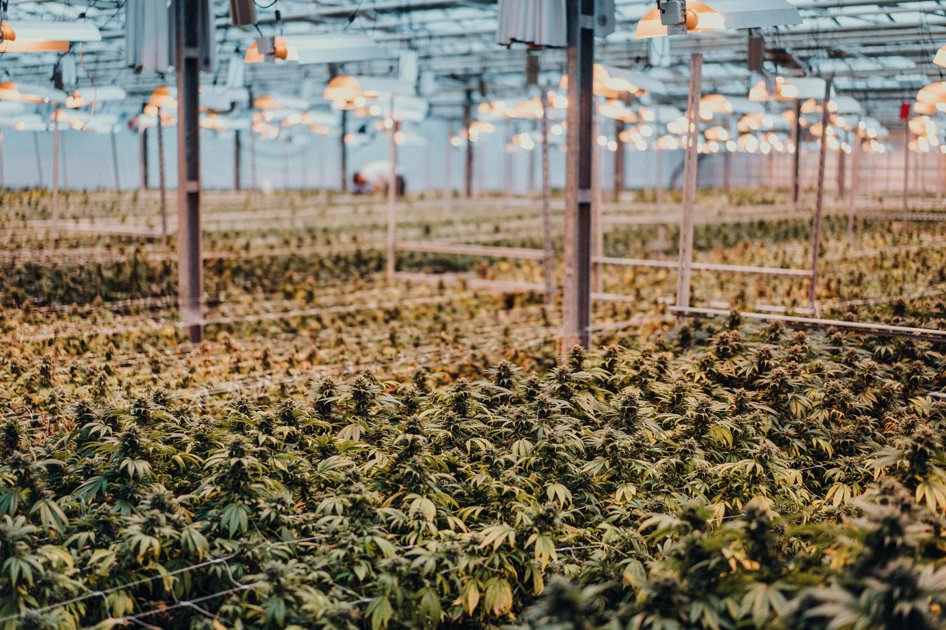Großhandel von CBD