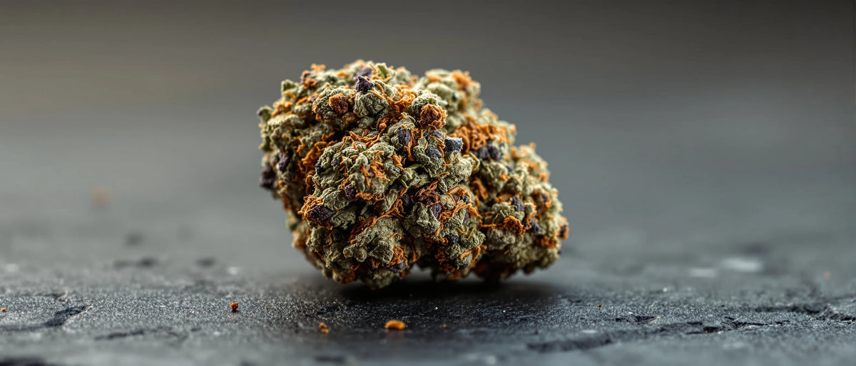 Biscotti Strain: dichte Blüte mit violetten Blattspitzen und orangen Härchen