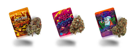 Cali Sorten Cream Mandarin, Pink Mimosa und Purple Kush als Packs mit Blüte