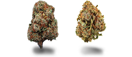Cali CBD Blüten L.A. Amnesia und Lucky Dude auf weißem Grund, Beitrag zur Cali Weed Wirkung