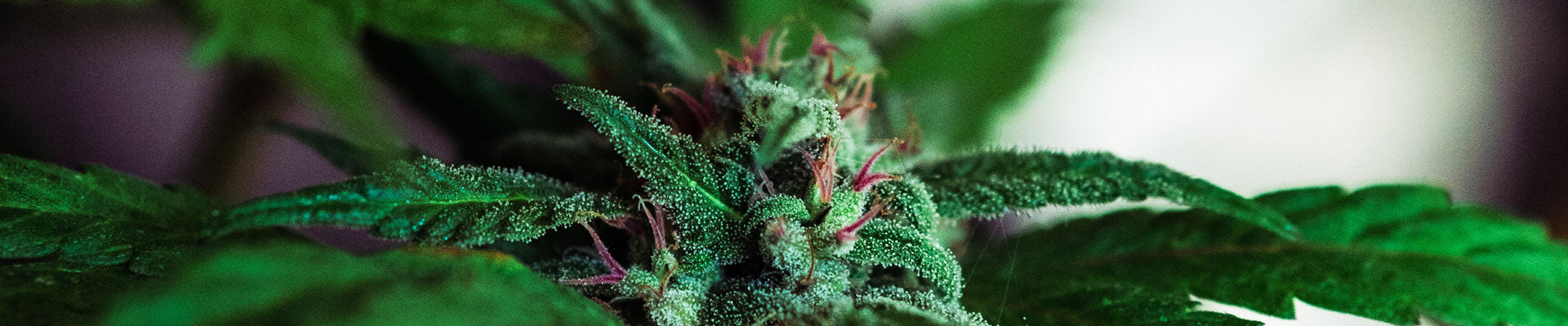 Cannabis mit THC