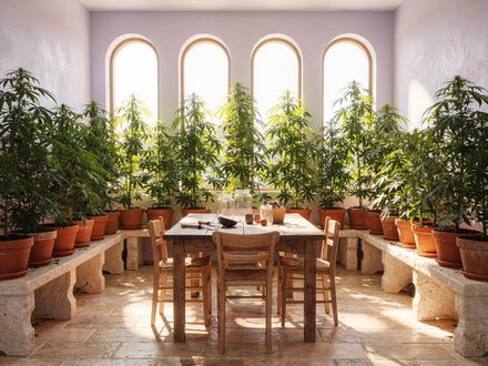Heller Anbauraum eines Vereins mit Hanfpflanzen in Terrakottatöpfen und einem Holztisch, Cannabis Social Clubs