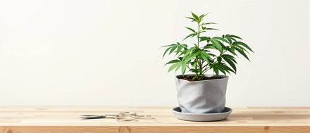 Junge Hanfpflanze im Stofftopf mit Gartenschere auf der Werkbank, Cannabispflanzen beschneiden