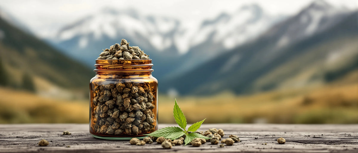 CBD Blüten im Glas vor Alpenpanorama – CBD Shop Bayern