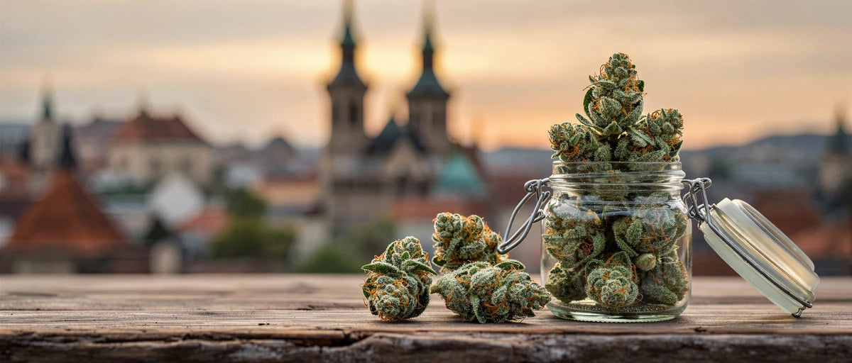 CBD Blüten im Glas vor Altstadt-Silhouette, CBD Shops Sachsen