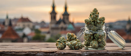 CBD Blüten im Glas vor Altstadt-Silhouette, CBD Shops Sachsen