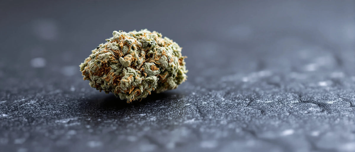 Gorilla Glue Strain: stark harzige Blüte mit weißen Trichomen und orangen Fäden
