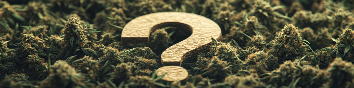 Legale CBD Blüten in Deutschland 2025