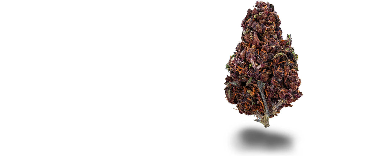 Violett gefärbte Purple Haze CBD-Blüte auf weißem Grund, Purple Haze Strain