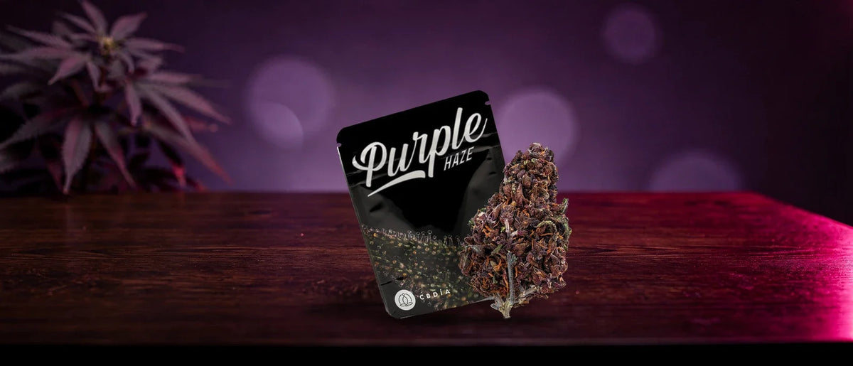 CBDÍA-Beutel Purple Haze mit violetter CBD-Blüte auf dunklem Holz in Magenta-Licht, Purple Haze Strain