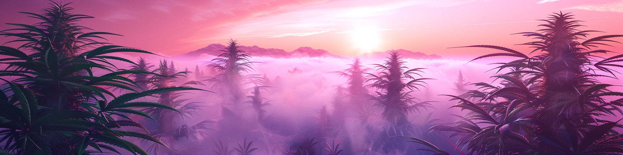 THC-Grenzwert in Cannabis