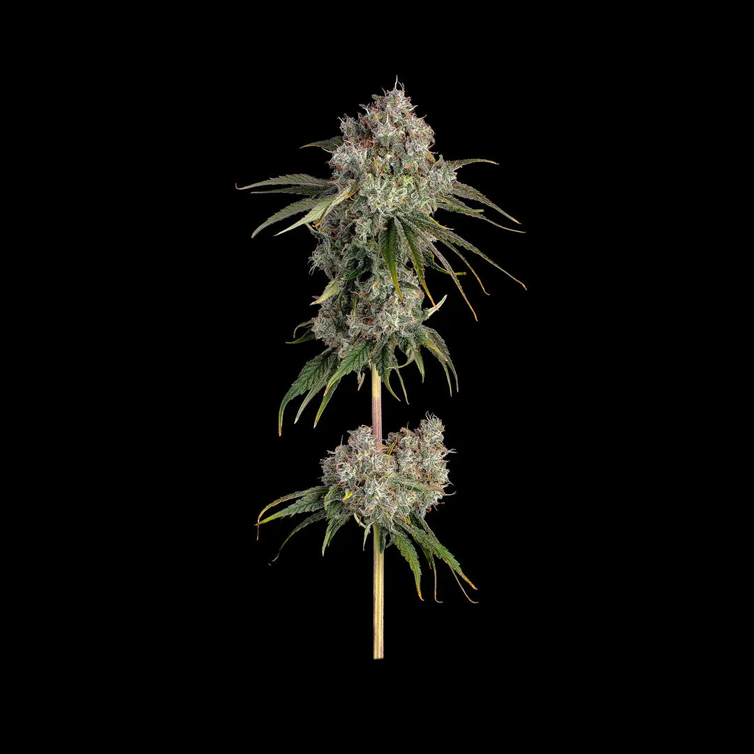 Eine ausgewachsene Pflanze von Critical Kush