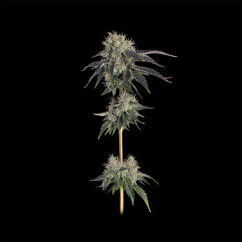 Eine ausgewachsene Pflanze von Larry OG