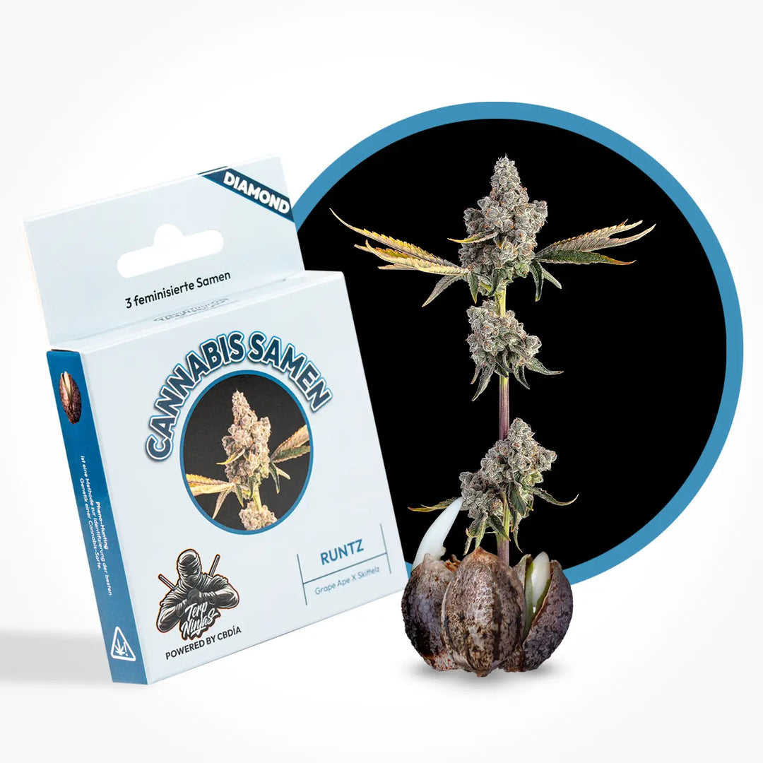 Eine Grafik zur Cannabis Sorte Runtz