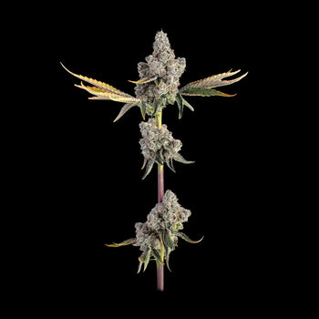 Eine ausgewachsene Pflanze von Runtz