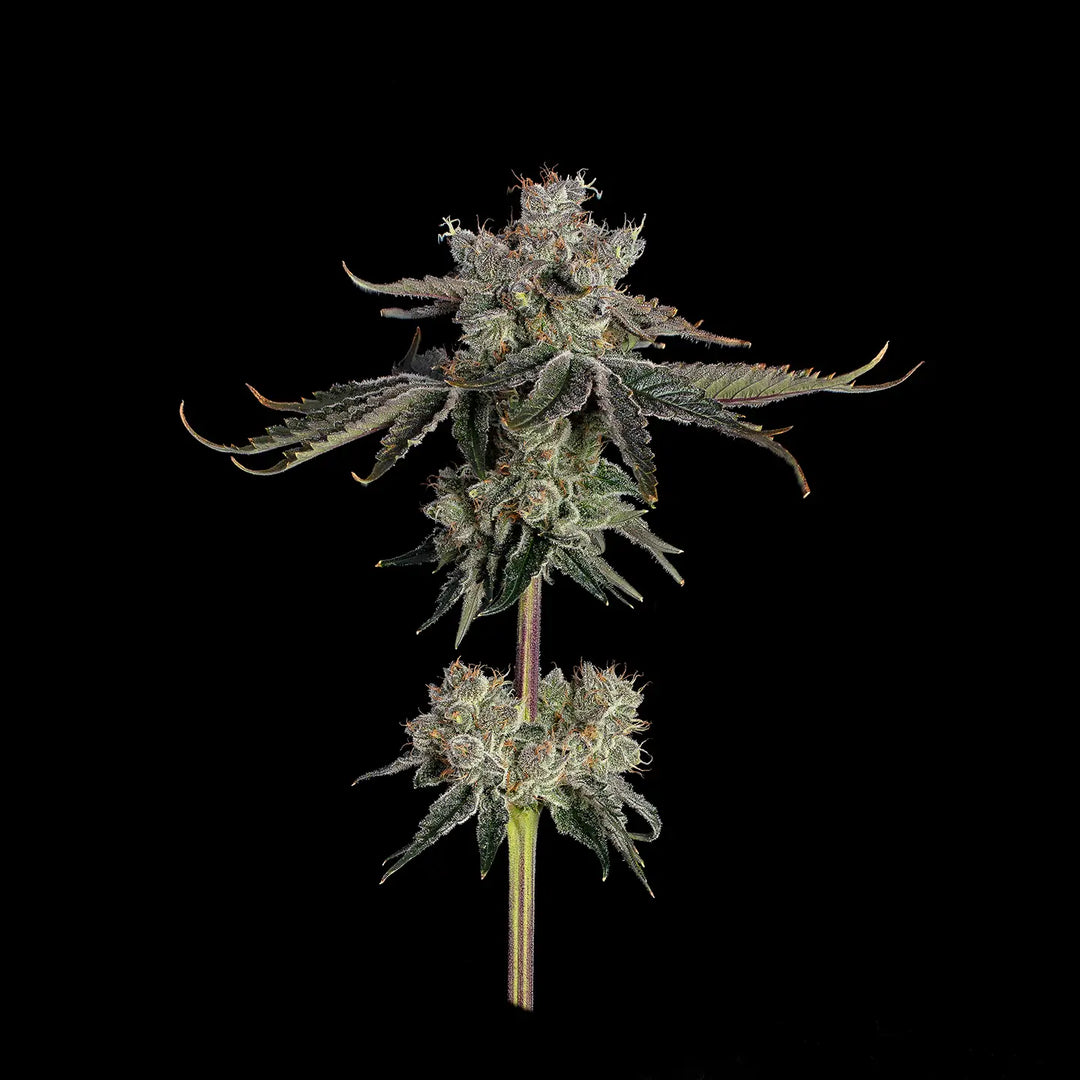 Eine ausgewachsene Pflanze von Sweet Sixteen