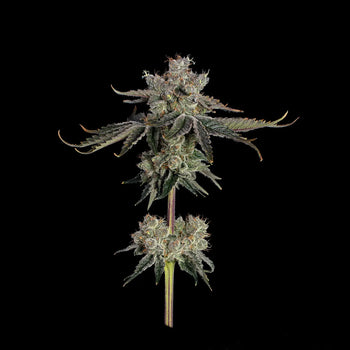 Eine ausgewachsene Pflanze von Sweet Sixteen