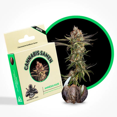 Amnesia Haze Samen Automatik