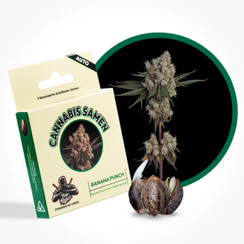 Eine Grafik zur Cannabis Sorte Banana Punch