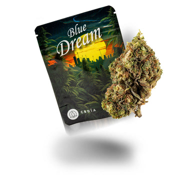 Blue Dream Blüten