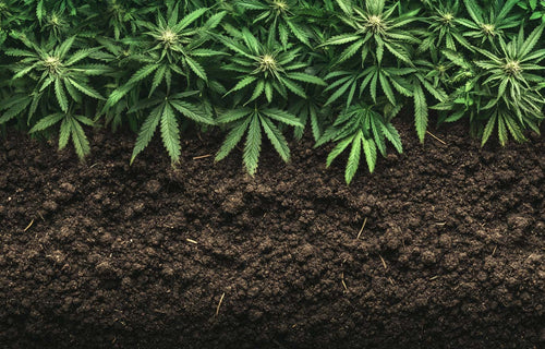 Cannabis Dünger online kaufen