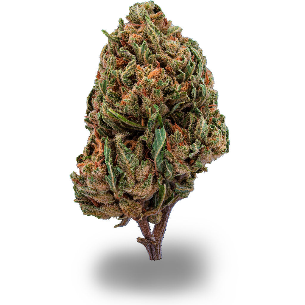 Hazelnut Cookies CBD Sorte
