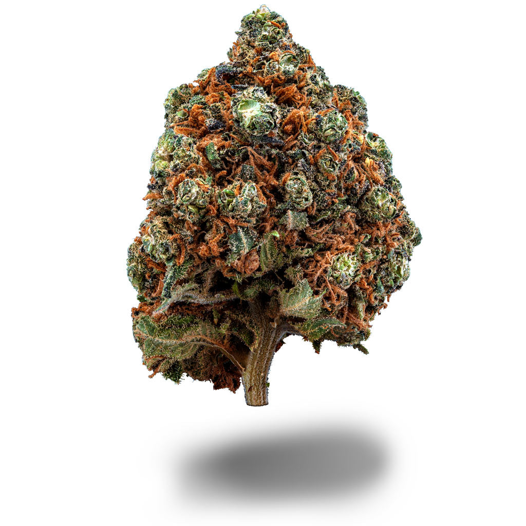 Pink Mimosa CBD Sorte