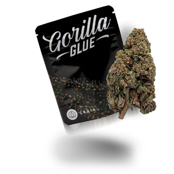 Gorilla Glue Blüten