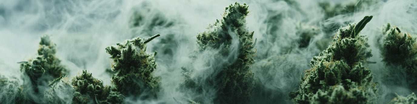 Sind CBD Blüten in Deutschland legal?