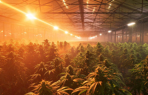 Bundle der Sun Light X Sorten